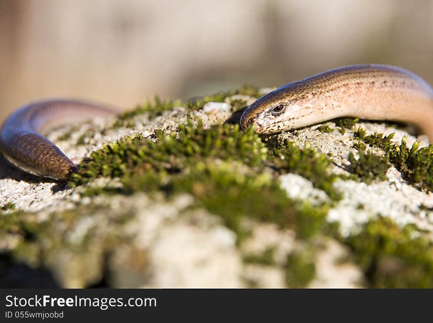 Slow wrapped around the stone is heated in the sun. Slow wrapped around the stone is heated in the sun