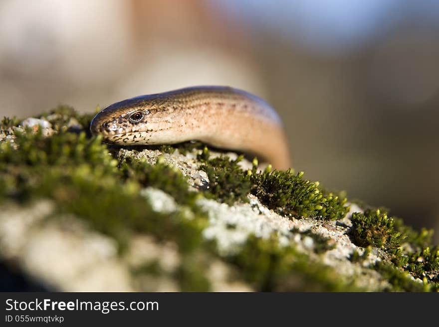 Slow on the stone covered with moss. Slow on the stone covered with moss