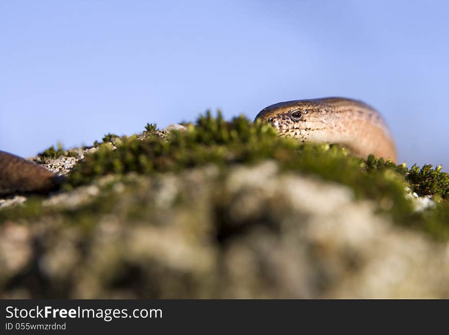 Slow on the stone covered with moss. Slow on the stone covered with moss