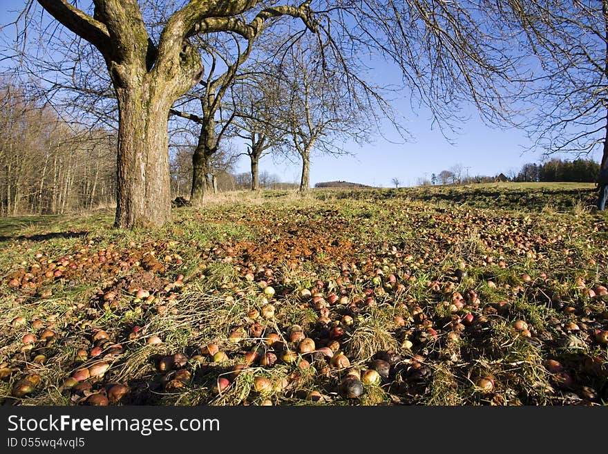 Apple trees in autumn with fallen apples beneath the grass