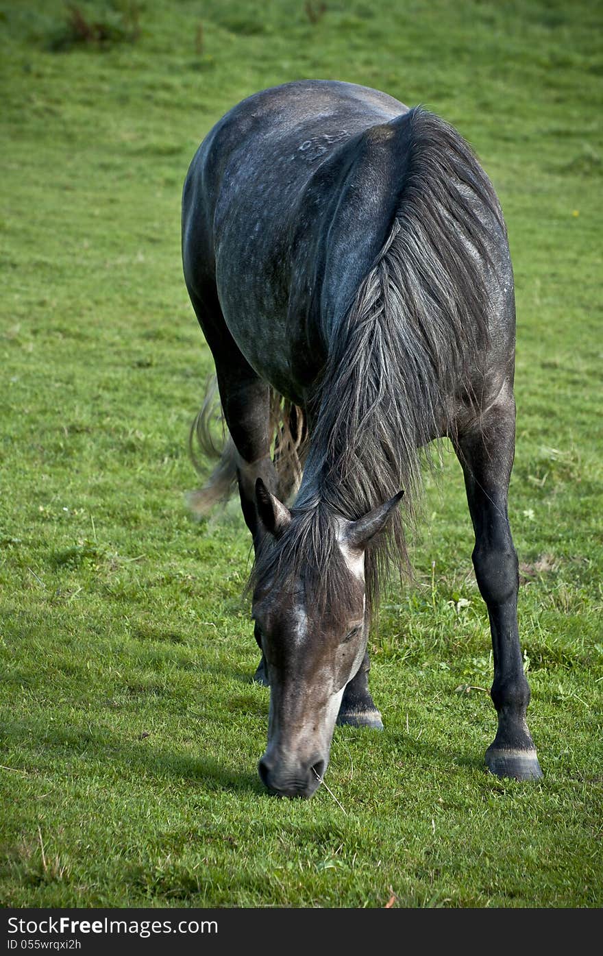 Horse portrait taken while feeding on grass.