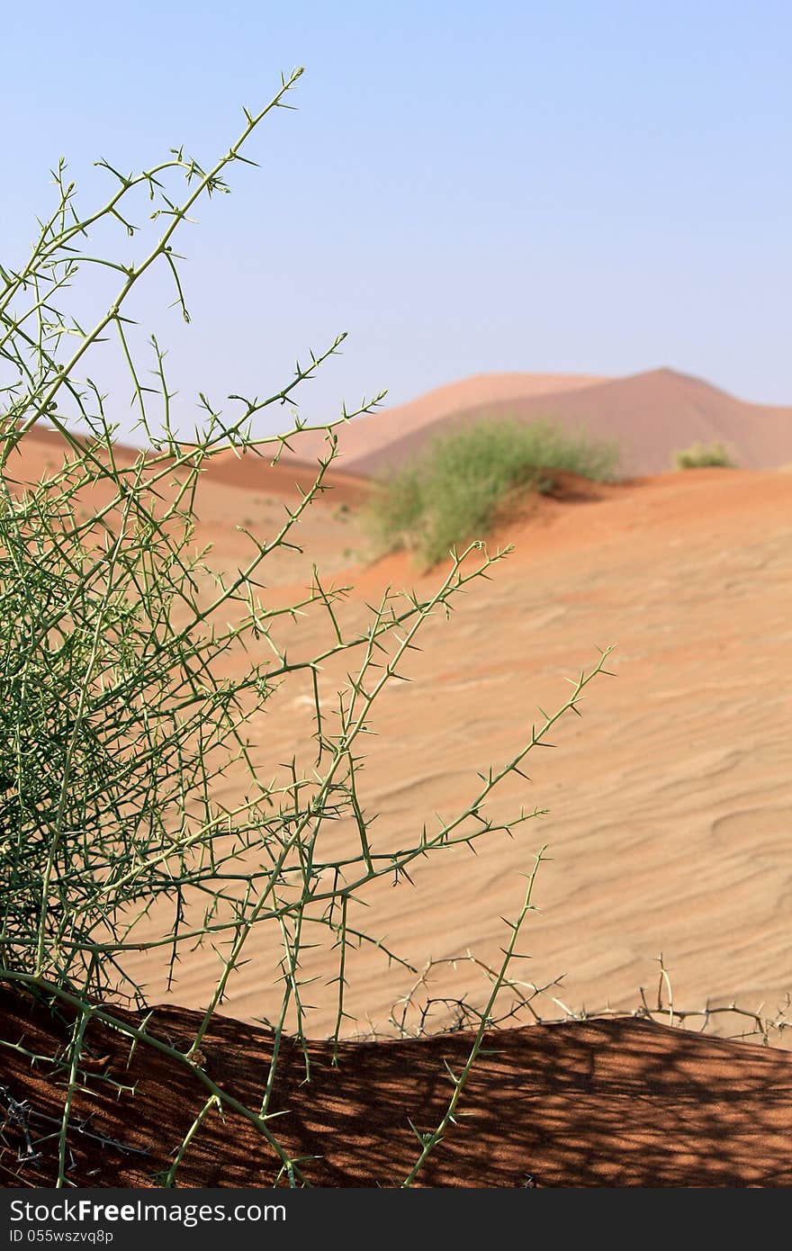 Nara Xerophytic plant (Acanthosicyos horrida) in the sandy Namib Desert. South African Plateau, Central Namibia. Nara Xerophytic plant (Acanthosicyos horrida) in the sandy Namib Desert. South African Plateau, Central Namibia