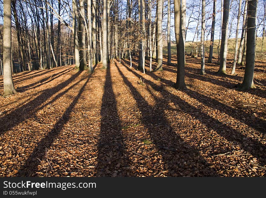 Long shadows in the autumn forest. Long shadows in the autumn forest