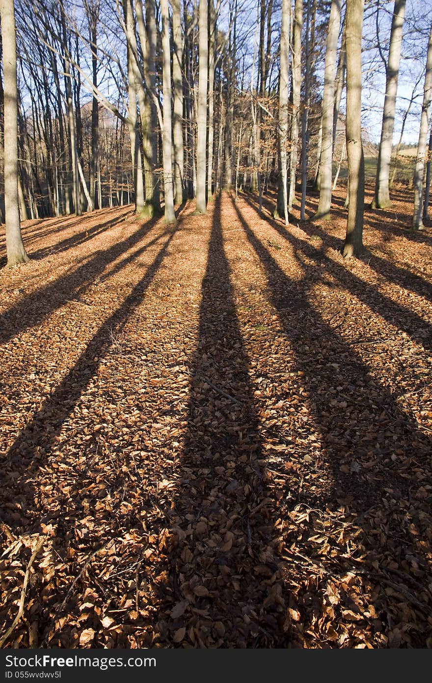 Deciduous forest trees and long shadows on brown leaves