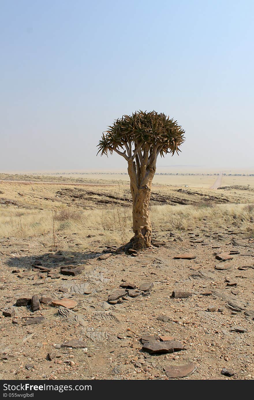 Quiver tree &x28;Aloe dichotoma&x29; in the Namib desert landscape