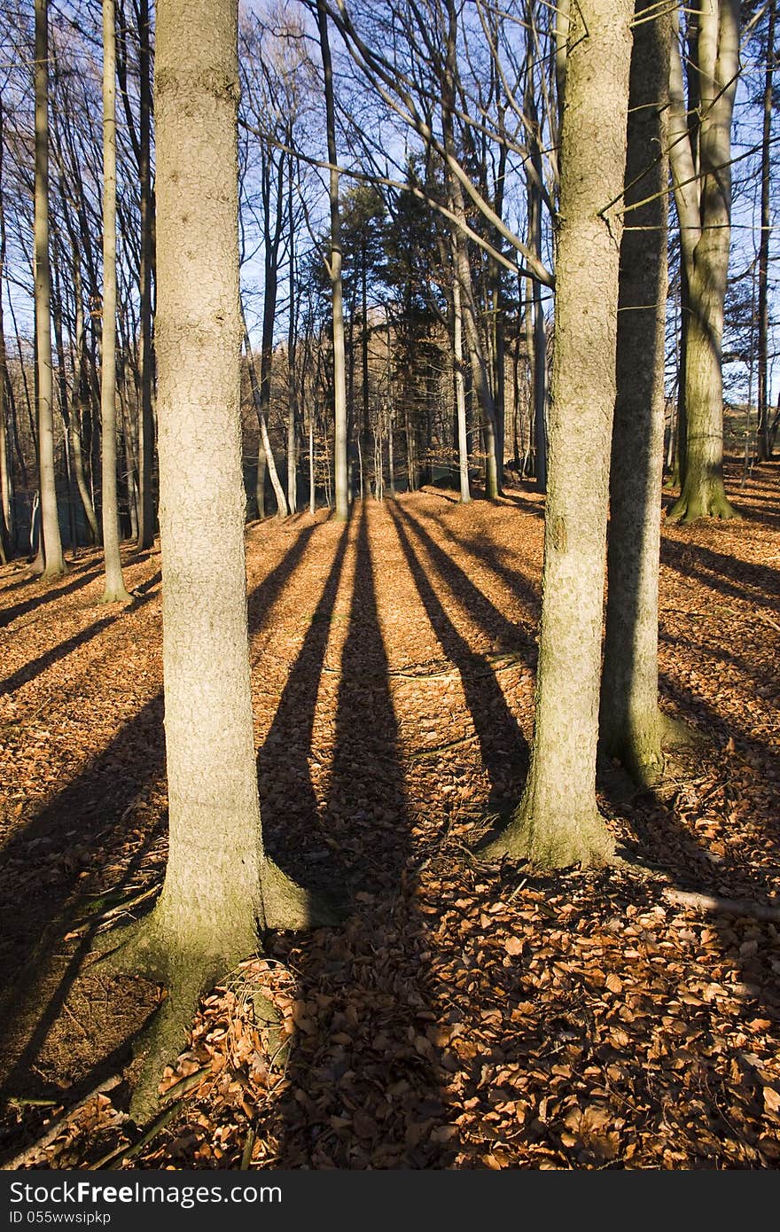 Shadows of the trees in autumn forest. Shadows of the trees in autumn forest