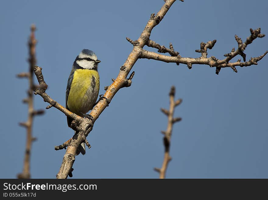 Blue Tit on a Tree