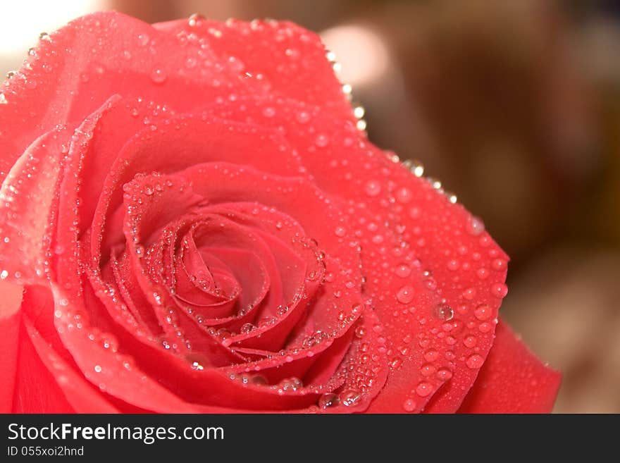 Red rose close-up