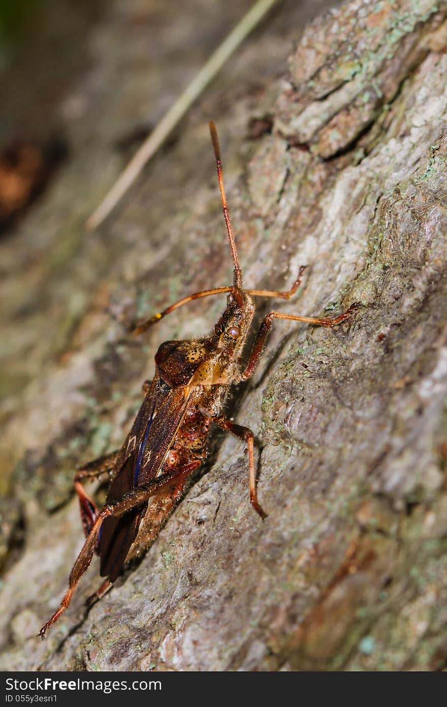 A brown orange stink bug climbing a tree.