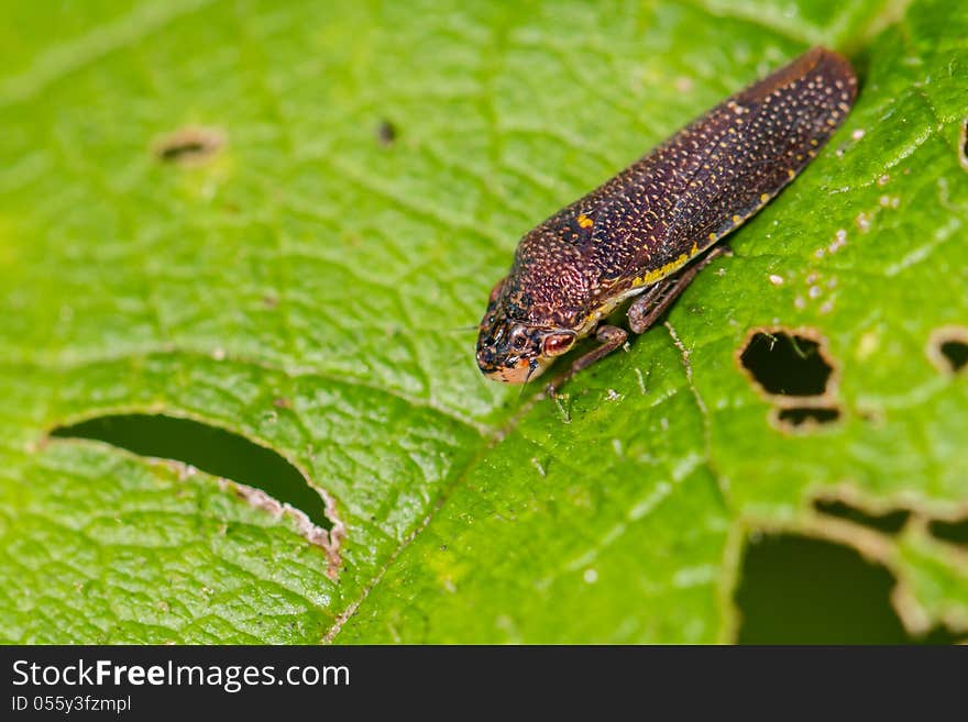 Brown leafhopper, 1/8 inch long, on green leaf