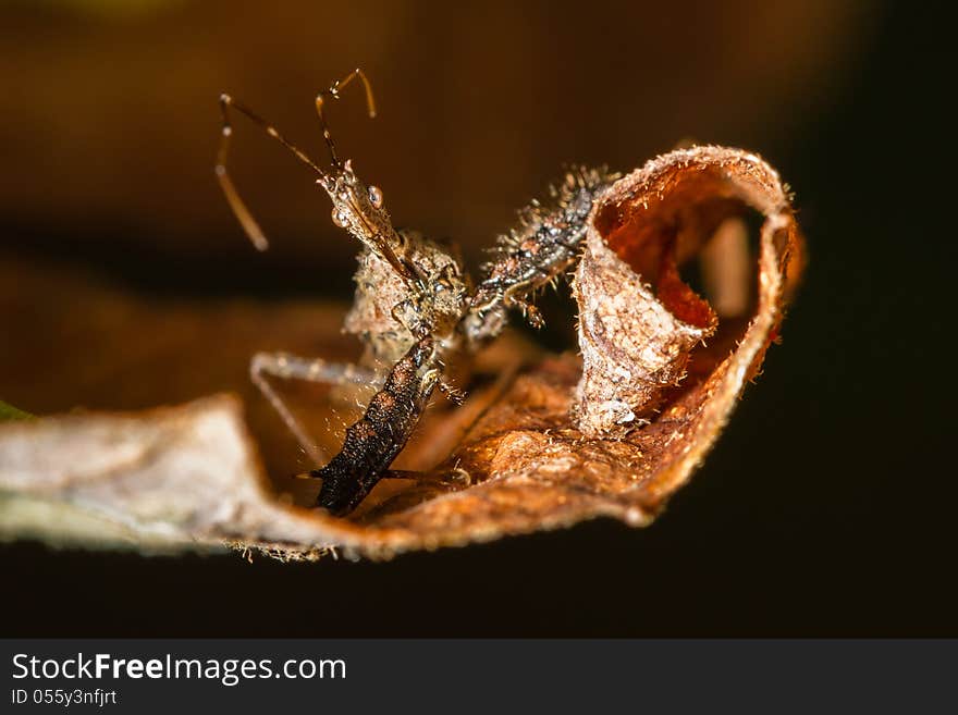 Fontal view of brown marmorated stink bug on curly brown leaf