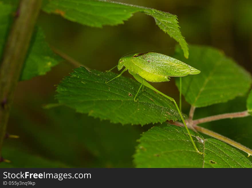 Green, leaf-shaped, long-legged, katydid hidding between the leaves, great camouflage. Green, leaf-shaped, long-legged, katydid hidding between the leaves, great camouflage