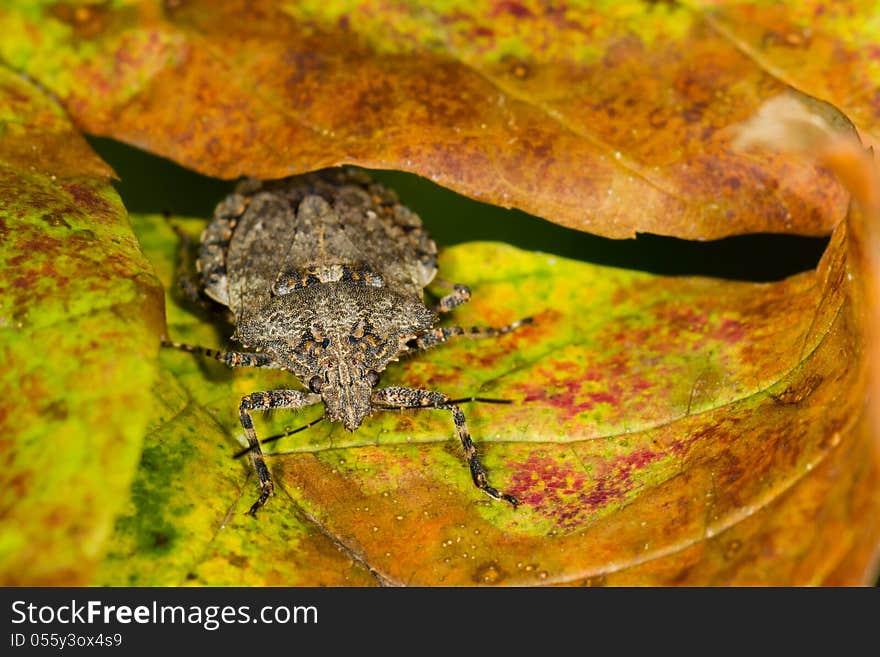 Brown marmorated stink bug on multi colored leaf