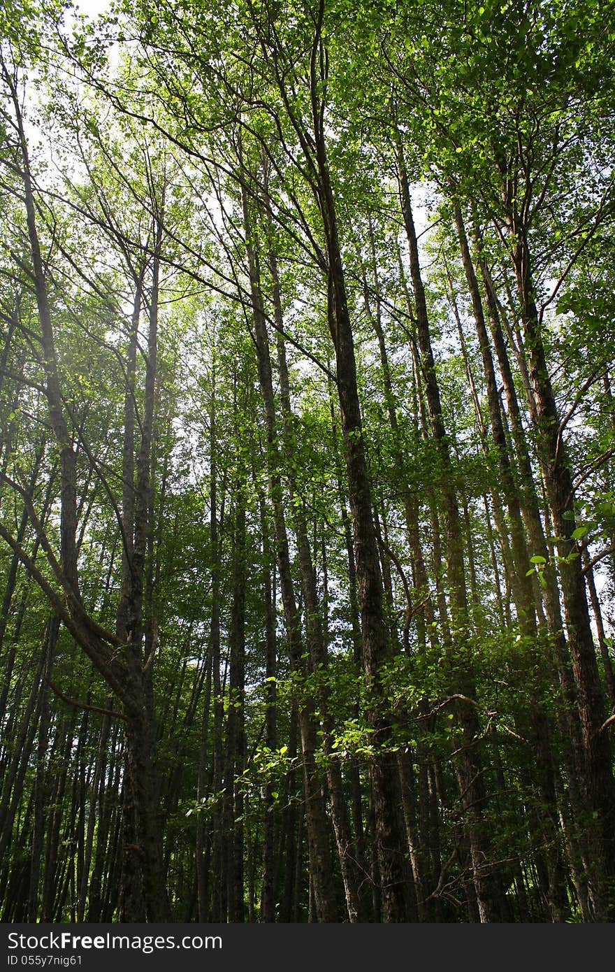 Forest With Sunshine