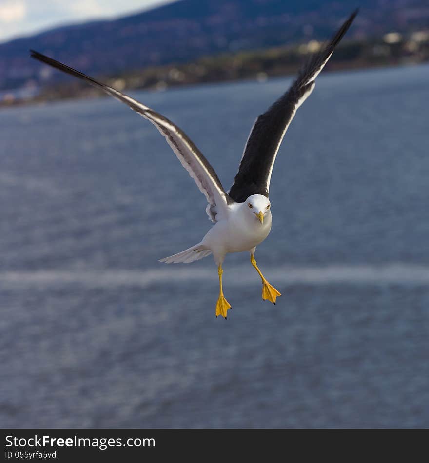 Portrait of a seagull