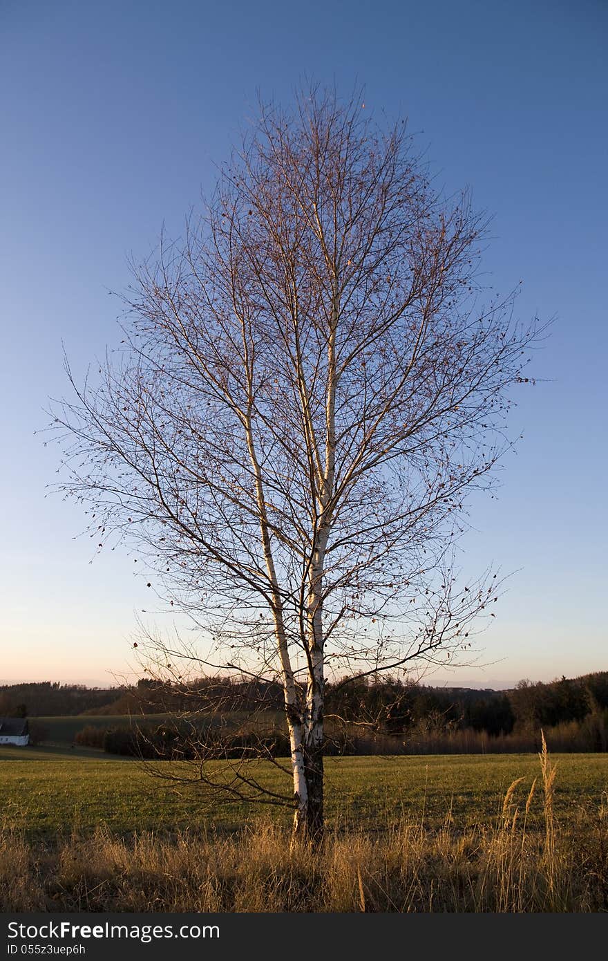 With leafless birch leaves in the evening. With leafless birch leaves in the evening