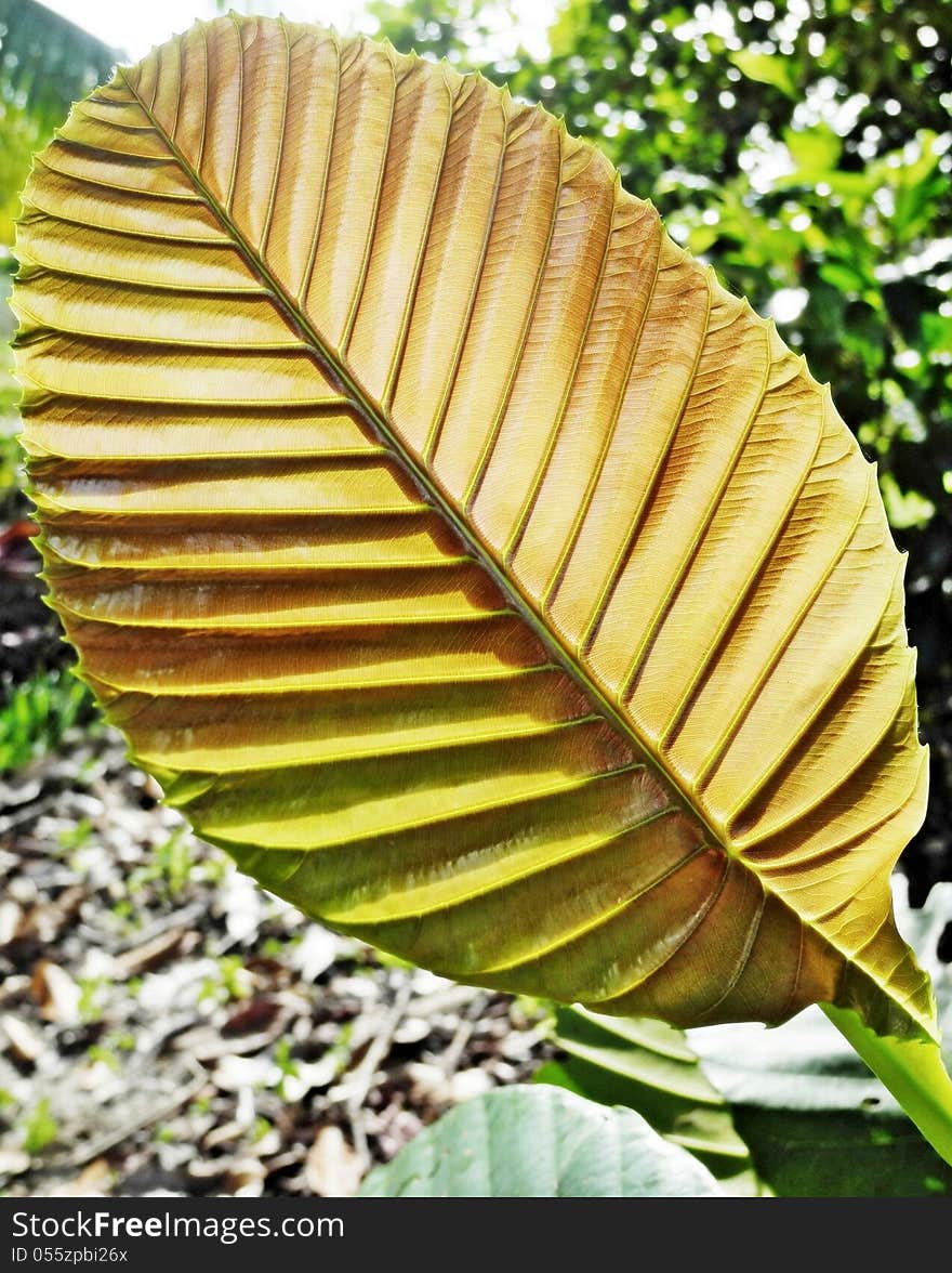 A perfectly young Simpur leaf with its vascular tissue network called the veins. the colour is usually brownish with a shining surface. it turns dark green after a few days. often the green leaves are commonly used for wrapping foods during the olden days and quite even today. since a lot of things as such have been invented or designed rather more reliable, durable and more practical to use, heavy duty, handy, macro waves, clean, safe and better in shapes. therefore things that were used during the olden days are seldom or not really needed anymore. nevertheless there are materials in nature which are able to resist against the harsh weather phenomena.