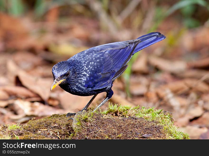 Blue Whistling Thrush Bird.