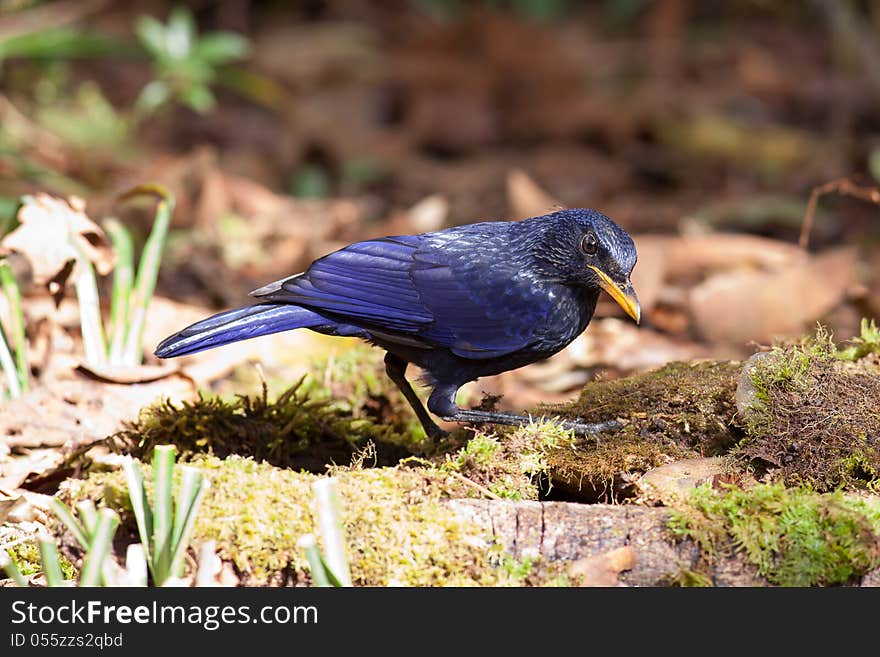 Blue Whistling Thrush Bird.