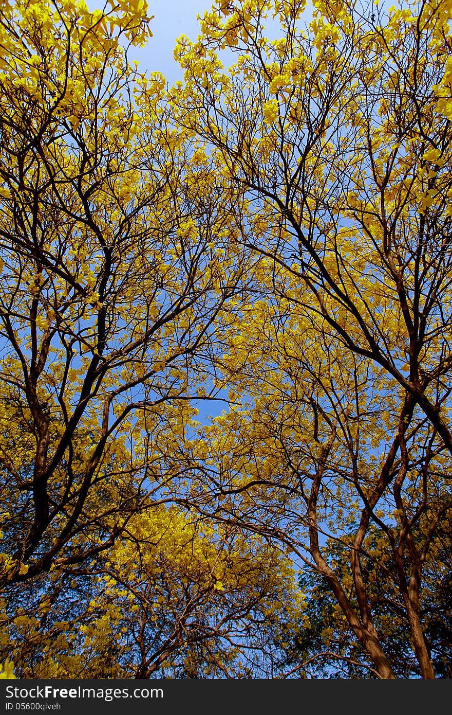 Tabebuia chrysantha flowers bloom in spring, Thailand. Tabebuia chrysantha flowers bloom in spring, Thailand.