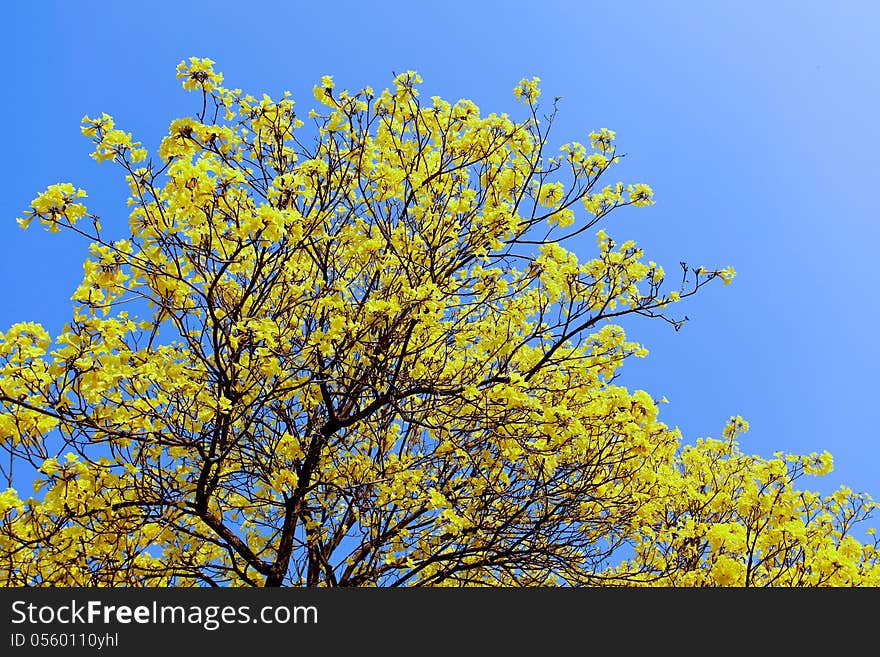 Tabebuia chrysantha flowers bloom in spring, Thailand. Tabebuia chrysantha flowers bloom in spring, Thailand.