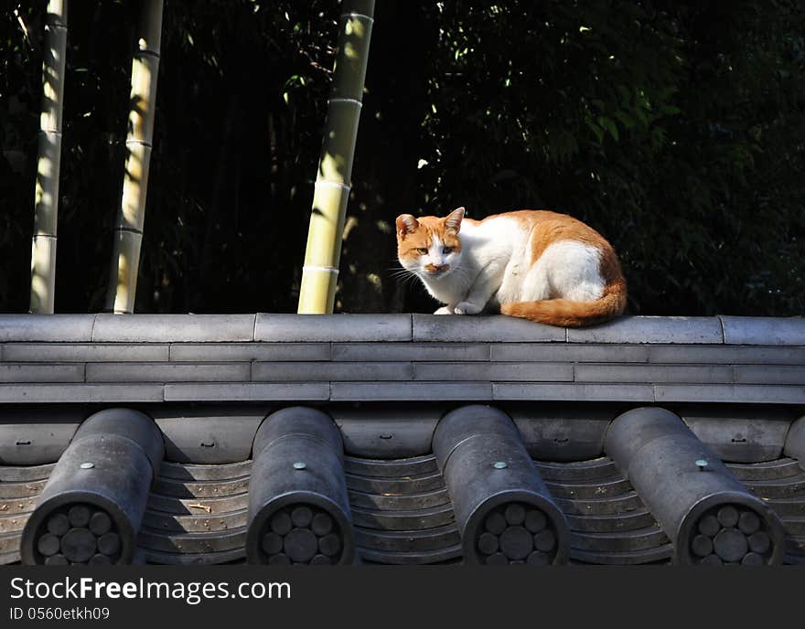 Stray cat on the roof in Kyoto, Japan. Stray cat on the roof in Kyoto, Japan