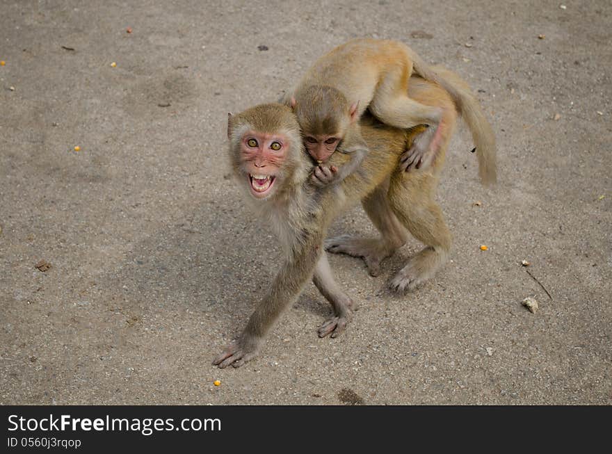 Rhesus macaque monkeys in Loei,Thailand