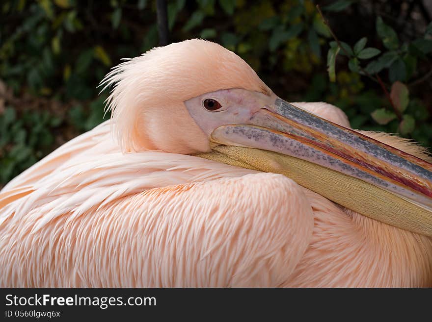 Great White Pelican, close-up