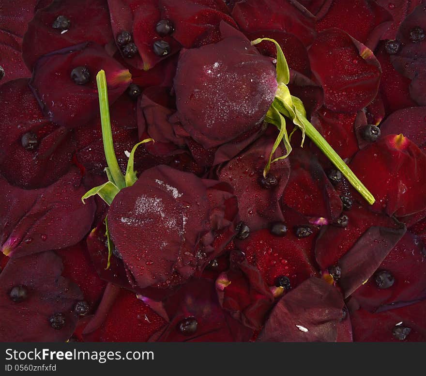 Two frozen red roses in the frost with berries. Two frozen red roses in the frost with berries