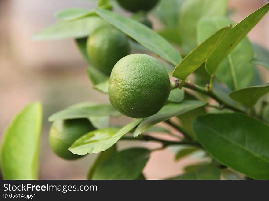 The Lemon trees. it have three Lemon.