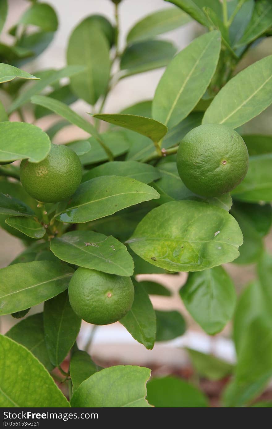 The Lemon trees. it have three Lemon.