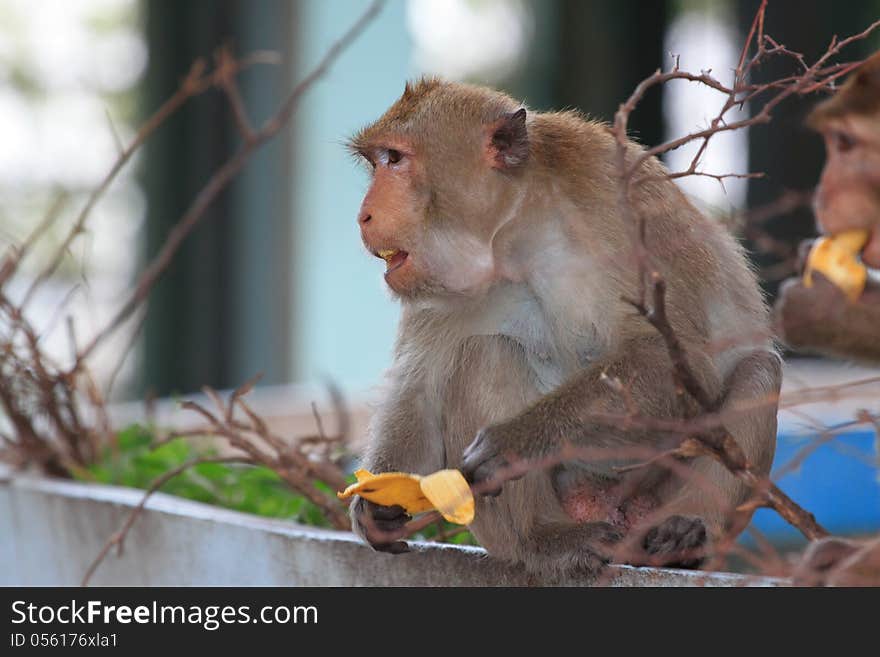 Monkey eating a banana. Monkey eating a banana.