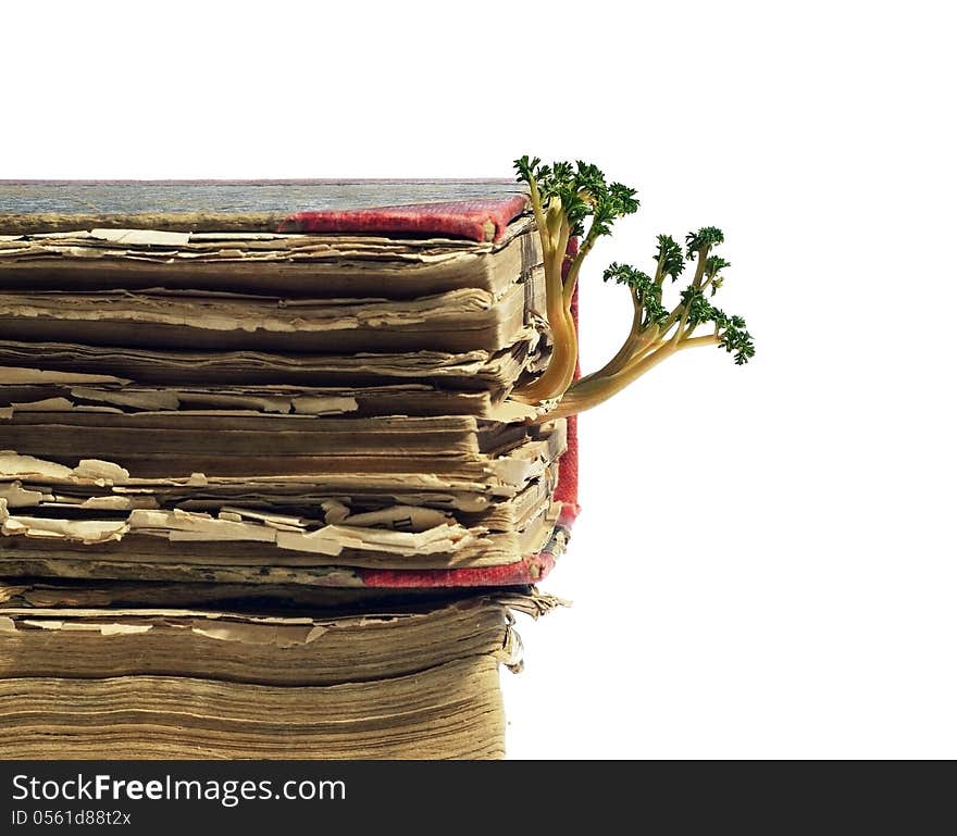 Old book from which sprouted sprouts, white background, isolated