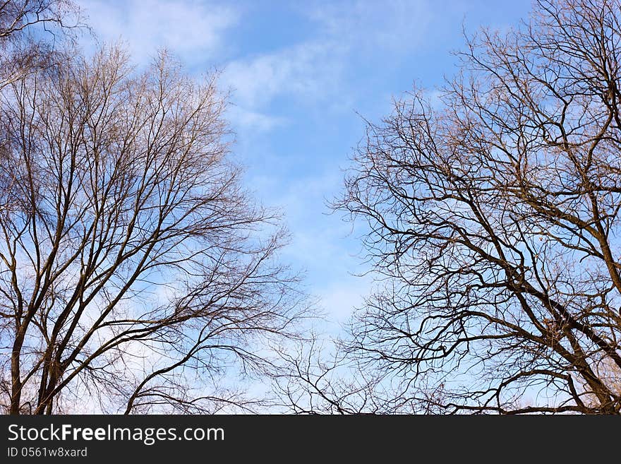 Branches on the sky