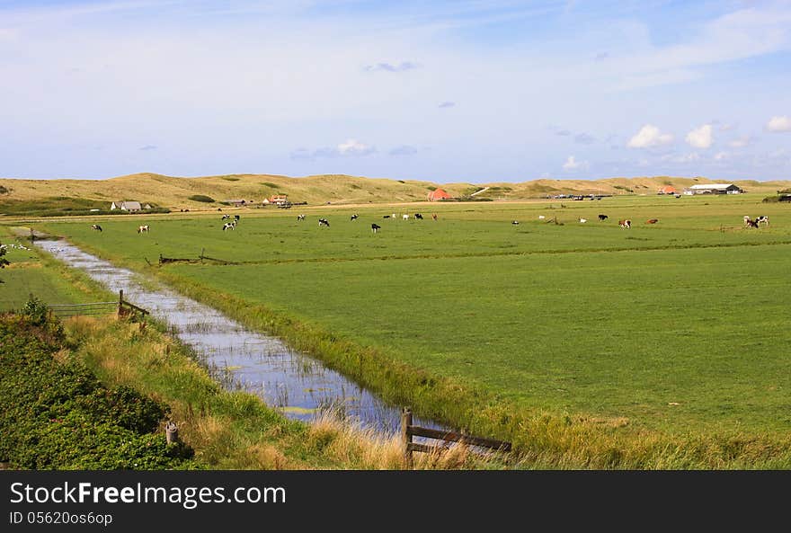 Cows in green meadow underneath a blue clouded sky. Cows in green meadow underneath a blue clouded sky.