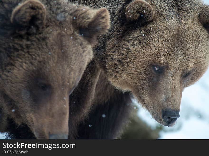 The european brown bear is the biggest predator, who lives on the land. The european brown bear is the biggest predator, who lives on the land.