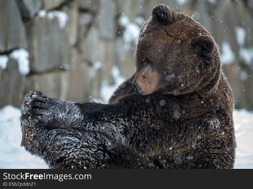 The european brown bear is the biggest predator, who lives on the land. The european brown bear is the biggest predator, who lives on the land.