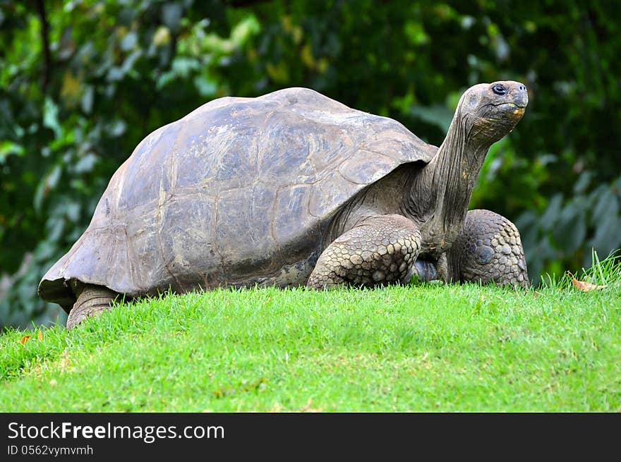 Large turtle in green.