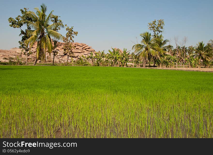 Green rice field