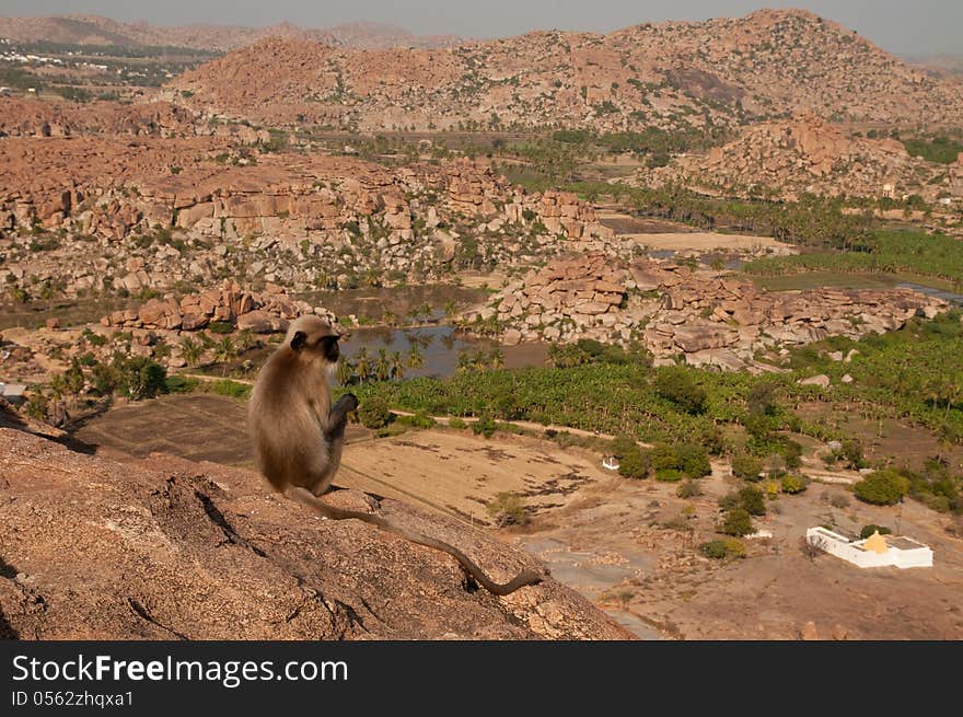 Monkey Overlooking Boulder Landscape