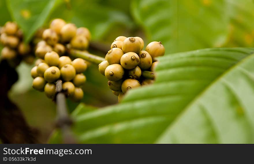 Coffee Beans