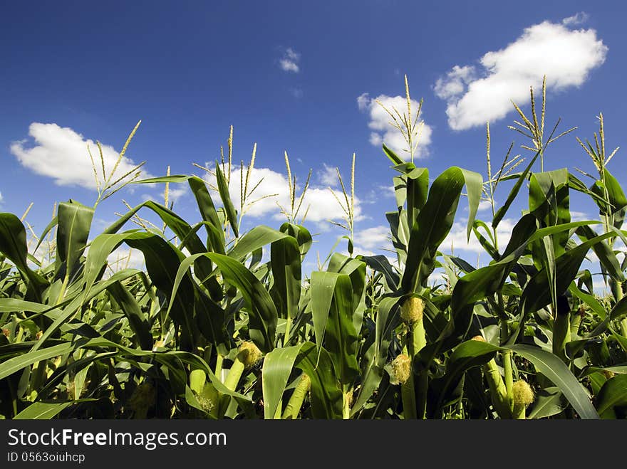 Corn field