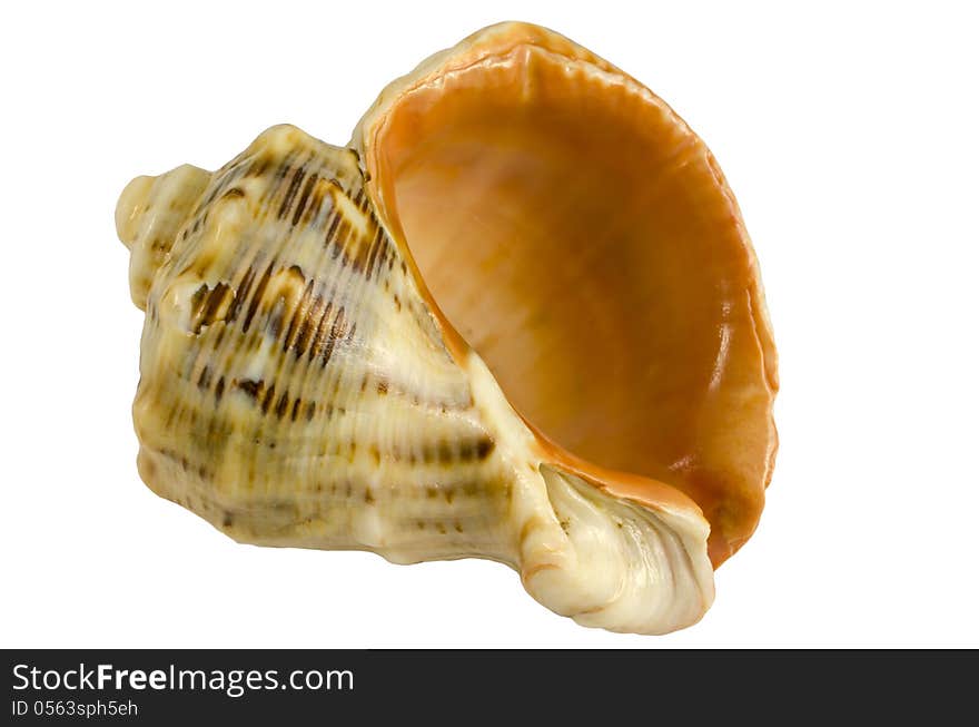 Sea ​​shells on a table on a white background. Sea ​​shells on a table on a white background