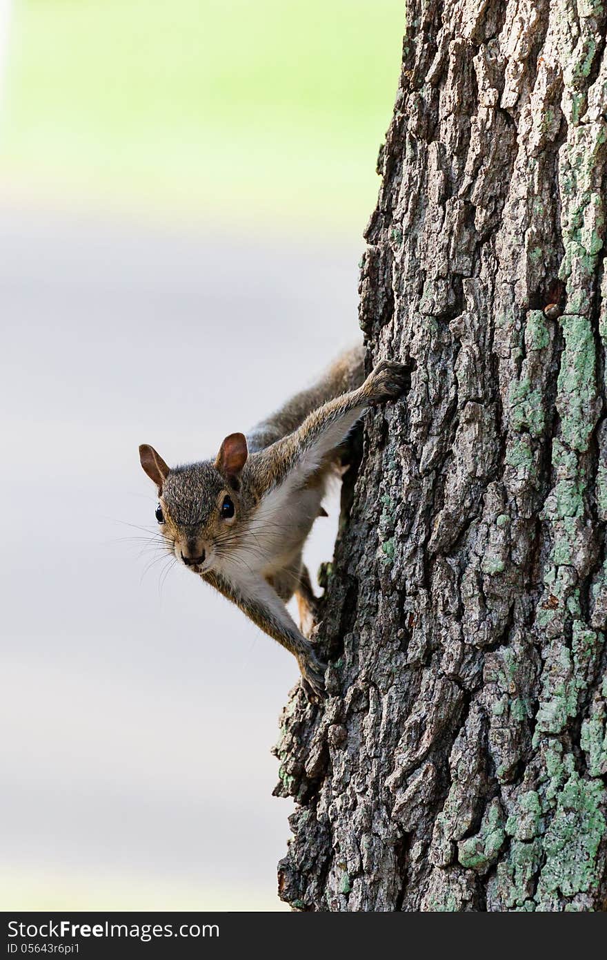 Curious Grey Squirrel