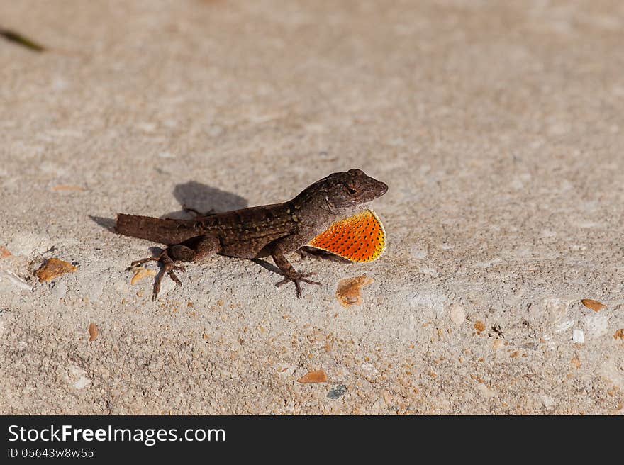 A brown Anole without his tail but with orange yellow dewlap very visabel. A brown Anole without his tail but with orange yellow dewlap very visabel