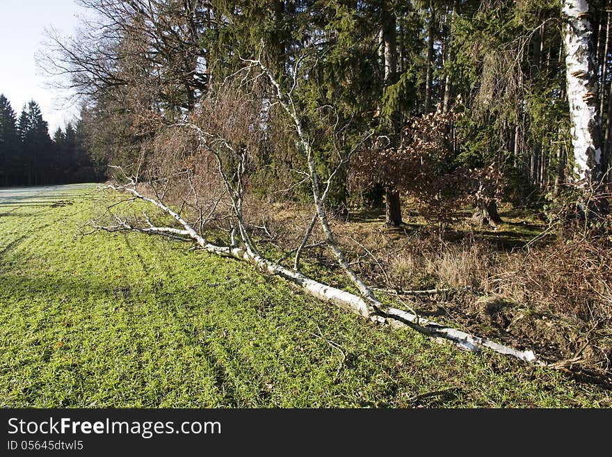 Felled birch in the green box on the edge of the forest. Felled birch in the green box on the edge of the forest