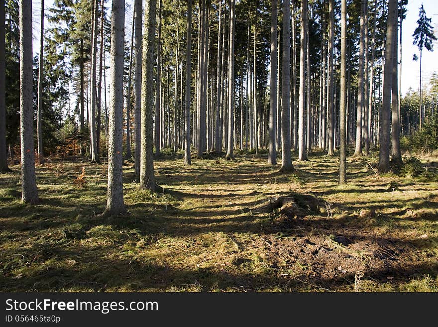 Autumn forest in sunny day. Autumn forest in sunny day