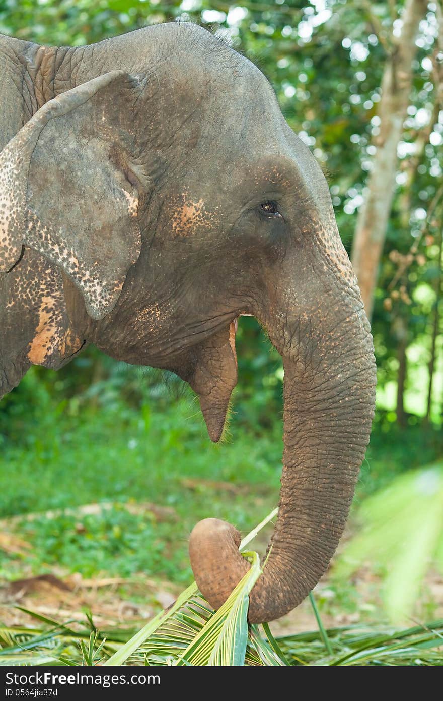 Elephant eats grass. Side view