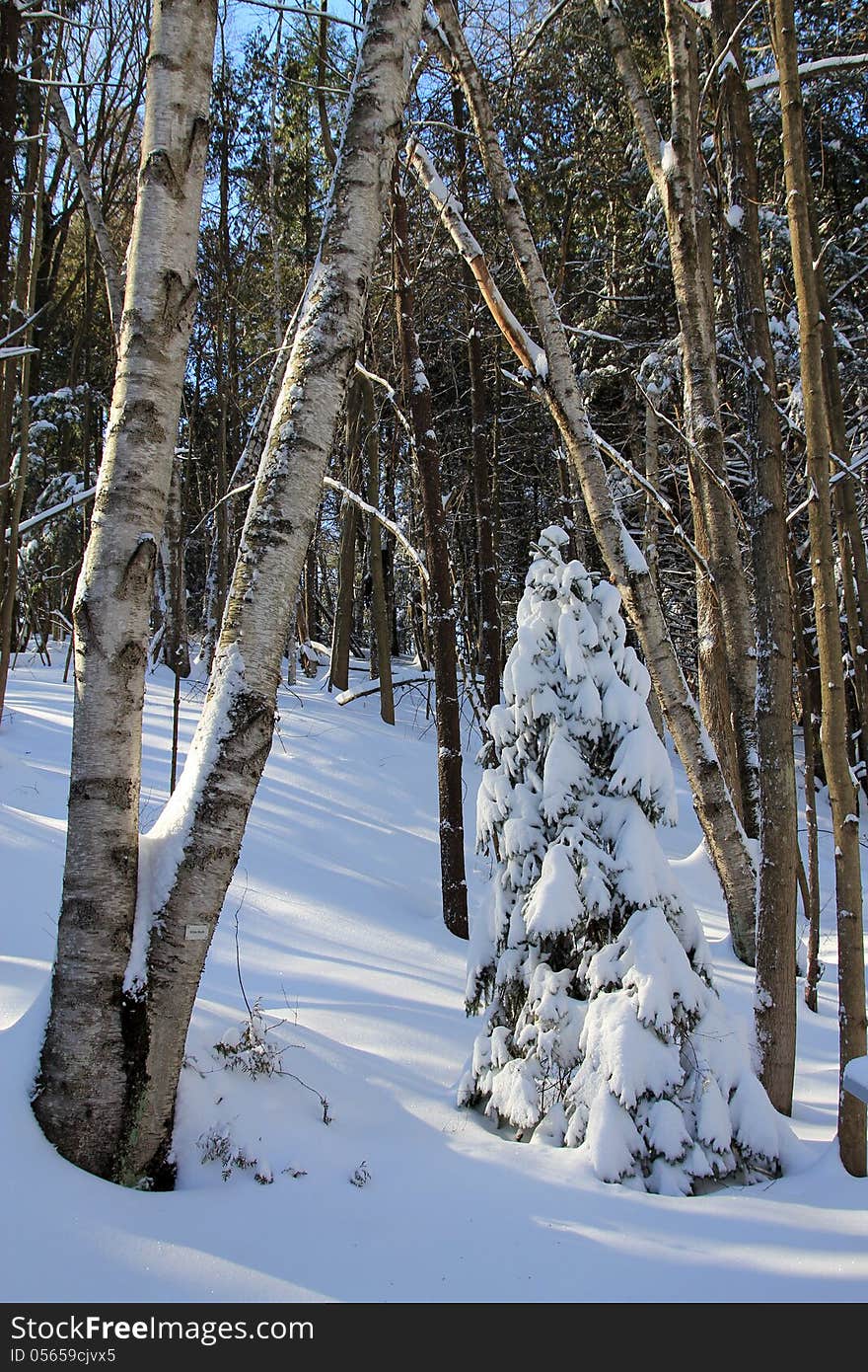 Winter landscape with  fur-tree, covered by snow. Winter landscape with  fur-tree, covered by snow