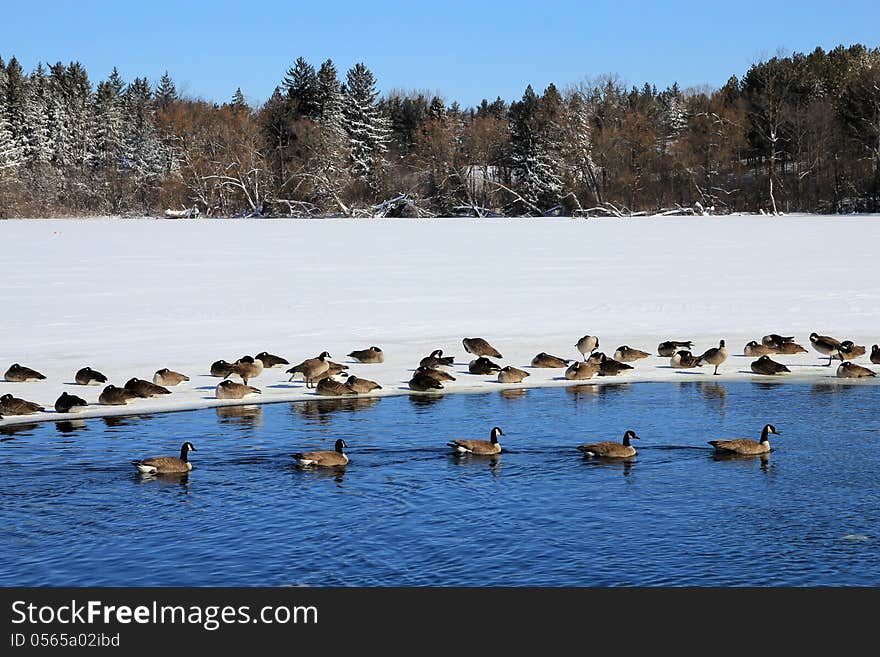 Geese at Winter